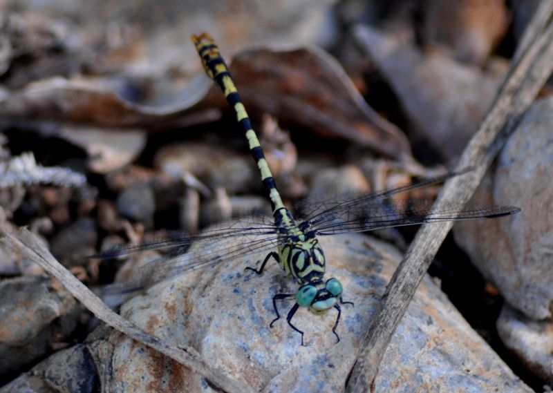 Onychogomphus forcipatus unguiculatus